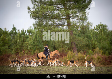 Un huntsman circondato con il pack di segugi al momento di una battuta di caccia nella regione delle Landes (Aquitania - Francia). Foto Stock