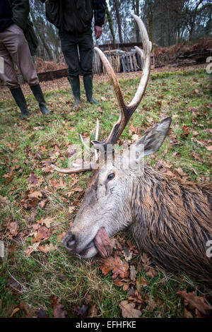 Un cervo (Cervus elaphus o cervo), ucciso durante una battuta di caccia con segugi nella regione di Landes (Aquitania - Francia). Foto Stock