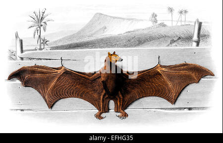 Restaurata digitalmente immagine da una metà del XIX secolo enciclopedia. Foto Stock