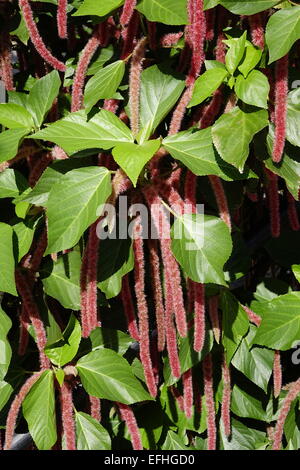 Acalypha hispida, impianto di ciniglia, in corrispondenza di Morikami Giardini Giapponesi, Delray Beach, Palm Beach County, Florida Foto Stock