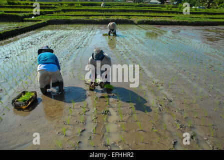 Gli uomini di piantare riceplants in paddy in ubud Bali Indonesia Foto Stock