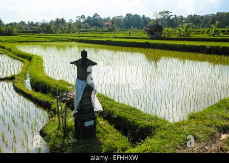 Wet campo di riso paddy in ubud Bali Indonesia Foto Stock