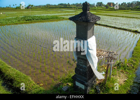 Wet campo di riso paddy in ubud Bali Indonesia Foto Stock