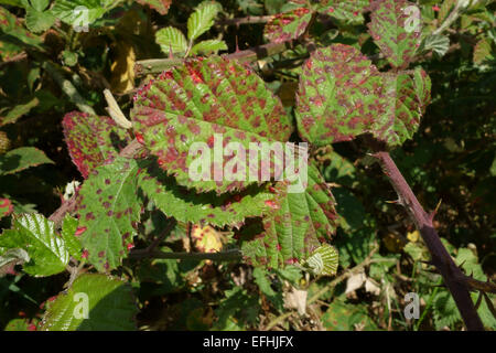 Blackberry ruggine, Phragmidium violaceum, lesioni sulla lamina superiore superficie di blackberry o Rovo foglie, Berkshire, Agosto Foto Stock