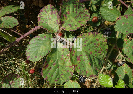 Blackberry ruggine, Phragmidium violaceum, lesioni sulla lamina superiore superficie di blackberry o Rovo foglie, Berkshire, Agosto Foto Stock