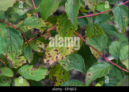 Macchia di foglia antracnosi, Discula destructiva, spot su Cornus foglie, Berkshire, Settembre Foto Stock