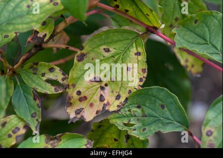 Macchia di foglia antracnosi, Discula destructiva, spot su Cornus foglie, Berkshire, Settembre Foto Stock