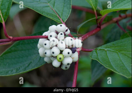 Frutta bianca su corniolo, Cornus alba, un arbusto ornamentali coltivate per i suoi steli rosso in inverno Foto Stock