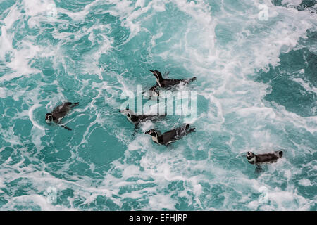 I pinguini Humboldt nuoto nella costa peruviana in Ica Perù Foto Stock