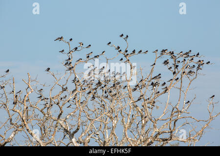 Rondini (Hirundo rustica) si radunano su un albero in Yala NP, Sri Lanka durante la migrazione invernale Gen 2015 Foto Stock