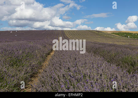 Hitchin campi di lavanda, Cadwell Farm, Ickleford, Hitchin, Herts, Inghilterra, Regno Unito Foto Stock