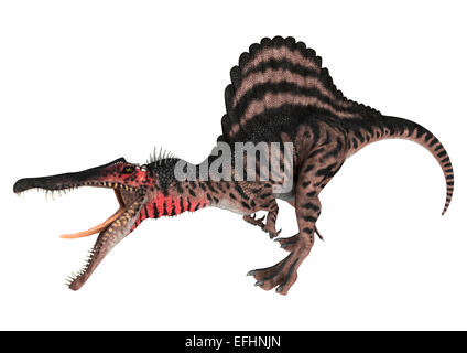 3D render digitale di un aggressivo Cretaceo dinosauro Spinosaurus o lucertola spinosa isolati su sfondo bianco Foto Stock