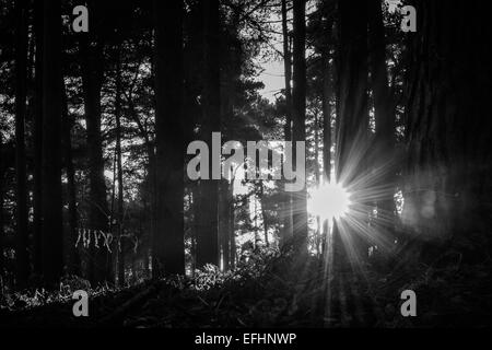 Bosco del tramonto, Rushmere Country Park, Regno Unito Foto Stock