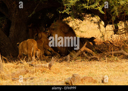 Leoni africani grande leone maschio con due lion cubs all'ombra di un'Acacia thorn tree. Big lion che mostra i denti per la disciplina di un cucciolo Foto Stock
