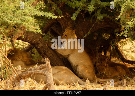Leoni africani grande leone maschio con due lion cubs all'ombra di un'Acacia Thorn Tree, uno cub è utilizzando i suoi artigli sulla struttura ad albero Foto Stock