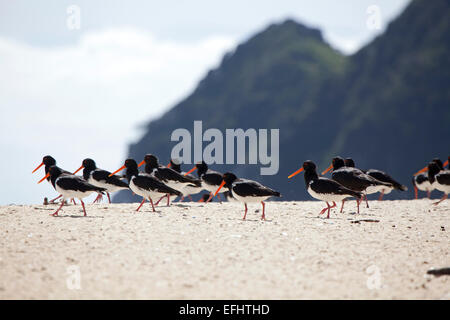 Oystercatcher uccelli sulla spiaggia con fatture rosso, Awaroa ingresso, Abel Tasman via litoranea, grande passeggiate, a nord-ovest del sud Islan Foto Stock