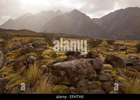 Muschi e licheni su una morena, Aoraki, parco nazionale di Mount Cook, Tasman Valley, Isola del Sud, Nuova Zelanda Foto Stock