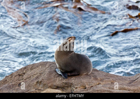 Pelliccia sigillo su una roccia, Kaikoura, Canterbury, Isola del Sud, Nuova Zelanda Foto Stock