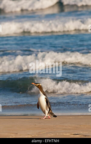 Giallo-eyed penguin sulla spiaggia la sera, Megadyptes antipodes, Otago, Isola del Sud, Nuova Zelanda Foto Stock