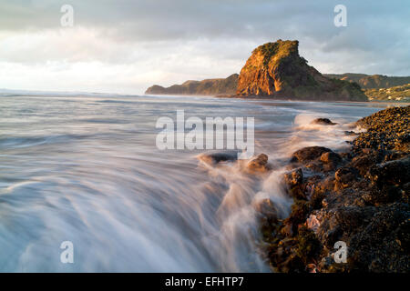 Spiaggia rocciosa con starfisch, cozze e alghe marine nella luce della sera, Lion Rock, Piha Beach, Isola del nord, Nuova Zelanda Foto Stock