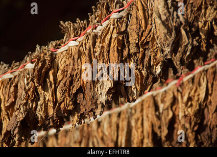Repubblica Dominicana. Foglie di tabacco di asciugatura. Le foglie saranno utilizzati per produrre sigari. Foto Stock