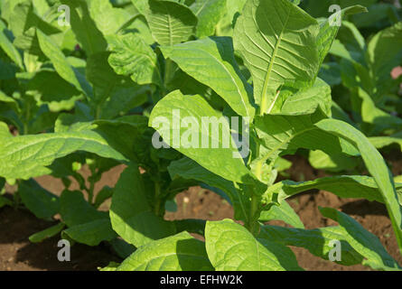 Repubblica Dominicana. Le piante di tabacco (Nicotiana tabacum) essendo coltivate per la produzione di sigari. Foto Stock