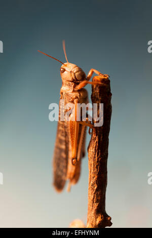 Lo Zoo Whipsnade : la fauna selvatica - desert locust (Schistocerca gregaria). Foto Stock