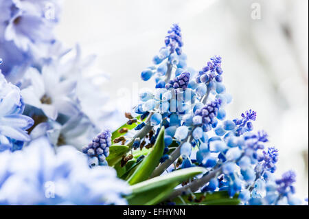 Giacinti lilla e giacinto di uva con bluebells, Amburgo, Germania Foto Stock