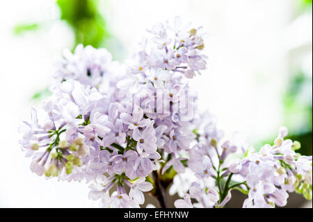 Fiori lilla, Amburgo, Germania Foto Stock