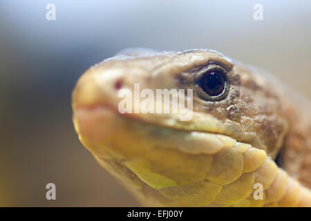 Lo Zoo Whipsnade : la fauna selvatica - Sudan piastrate Lizard (Gerrhosaurus major). Foto Stock