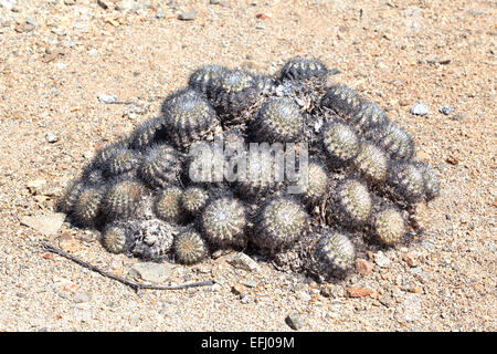 Copiapoa cinerascens. Pan de Azucar parco nazionale. Region de Antofagasta & Atacama. Il Cile. Foto Stock
