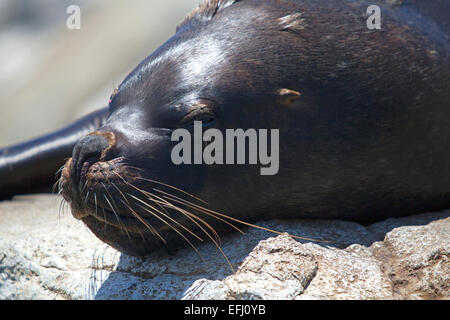 Pellicano. Pan de Azucar Island. Region de Antofagasta & Atacama. Il Cile. Foto Stock