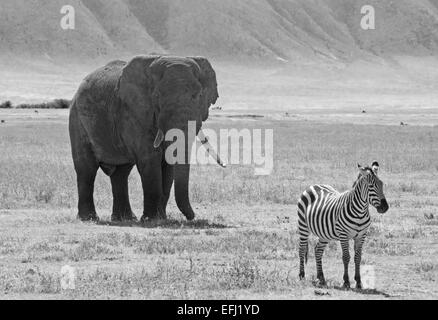 Immagine in bianco e nero di un elefante africano Loxodonta africana, dietro una pianura comune zebra, Equus quagga, in Ngorongoro conseguen Foto Stock