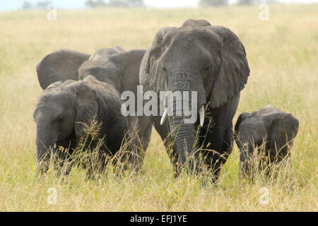 Una famiglia di elefanti africani, Loxodonta africana, con i fratelli di varie epoche, dal bambino di novellame, nel Serengeti National Foto Stock