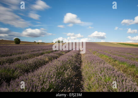 Hitchin campi di lavanda, Cadwell Farm, Ickleford, Hitchin, Herts, Inghilterra, Regno Unito Foto Stock