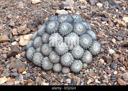 Copiapoa cinerascens, una specie endemiche di piante grasse del Pan de Azucar parco nazionale. Region de Antofagasta & Atacama. Il Cile. Foto Stock