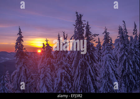 Snovy alberi sulle montagne invernali Foto Stock