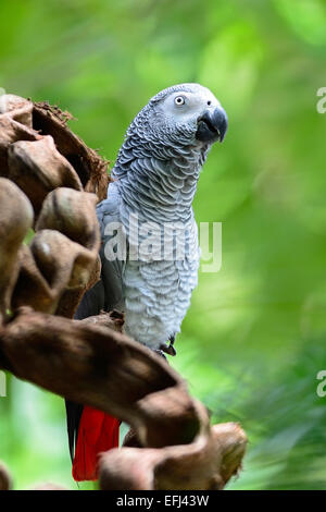 Bellissimo pappagallo grigio, pappagallo grigio africano (Psittacus erithacus), in piedi su un ramo Foto Stock