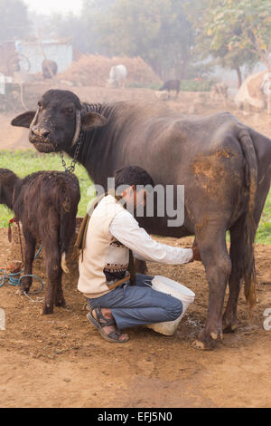 India, Uttar Pradesh, Agra, Indian Man mungitura buffalo in ambiente rurale Foto Stock