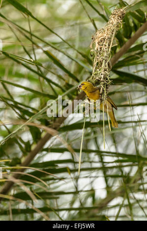 Adulto maschio giallo weaver bird (Ploceus subaureus) costruisce le fondamenta di un nido di forma sferica. Il comportamento degli uccelli influenza il comportamento Foto Stock