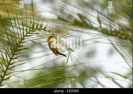 Maschio adulto africana di una golden weaver bird (Ploceus subaureus) tesse le fronde delle palme per fare un nido. Aviaria animale il comportamento del comportamento Foto Stock