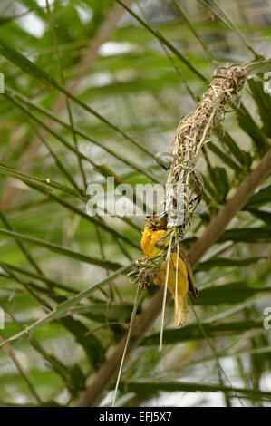 African golden (giallo) weaver bird (Ploceus subaureus) facendo un nido in un albero di palma. Un uccello tessitore Foto Stock