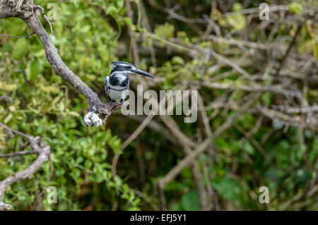 Ugandese uccelli selvatici - maschio adulto pied kingfisher (Ceryle rudis) appollaiato su un albero di fronda. Foto Stock