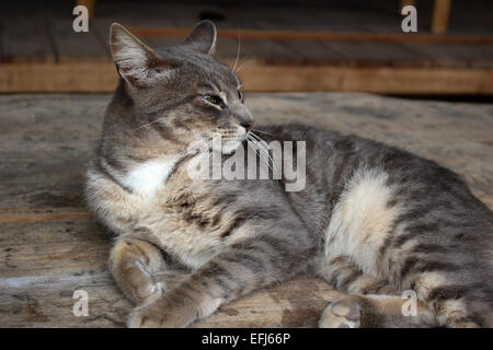 Un striato grigio Gatto sdraiato su una scheda in Peguche, Ecuador Foto Stock