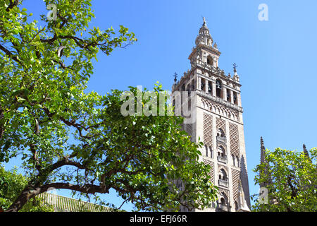 Alberi di arancio al cortile della Cattedrale e della Giralda torre campanaria, Siviglia Foto Stock