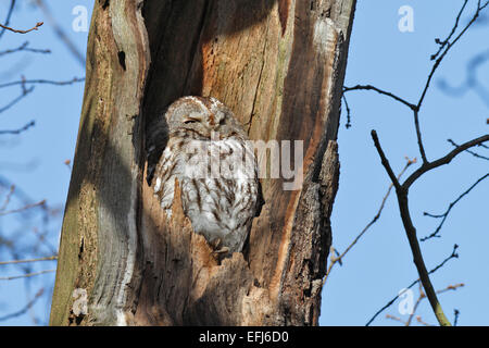 Allocco (Strix aluco), riposo,nascondiglio in un incavo tronco di quercia, Riserva della Biosfera dell'Elba centrale, Dessau-Rosslau Foto Stock