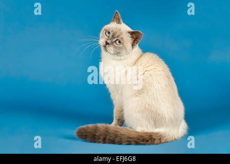 British Shorthair cat, 2 anni, colori lilac point Foto Stock