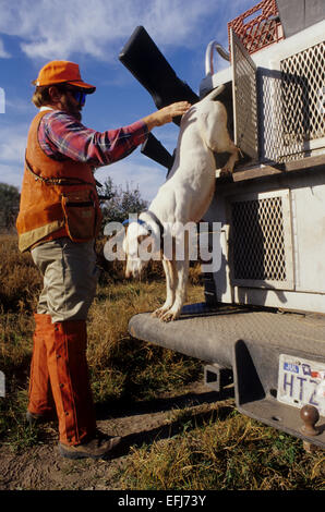 Un cacciatore riversa i suoi cani da un canile carrello mentre caccia quaglia sul re Ranch in Texas del Sud Foto Stock