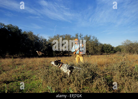 Un cacciatore spara come un lavaggio di quaglia bobwhite come il suo cane balzi in avanti mentre la caccia Texas del Sud Foto Stock
