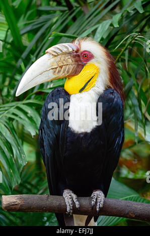 Un maschio di pianura-pouched Hornbill (Rhyticeros subruficollis), il profilo di testa Foto Stock